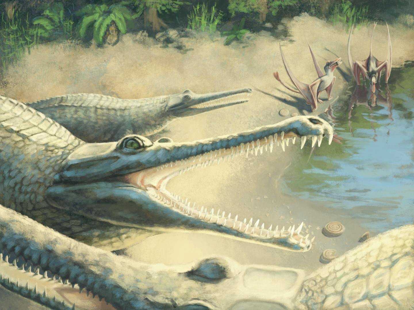 Внутреннее и внешнее строение крокодила: анатомия крокодилов