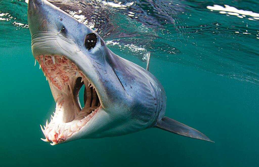 Усатые собачьи акулы — энциклопедия руниверсалис