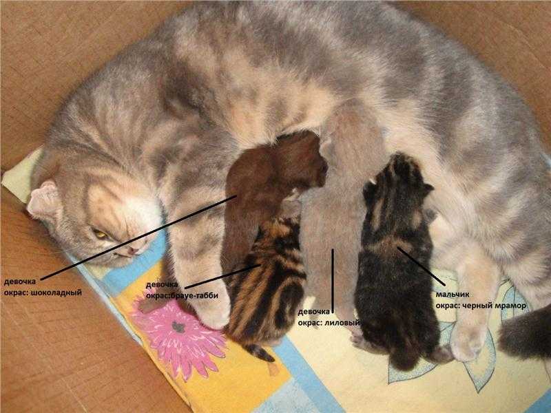 Сколько котят может родить кошка