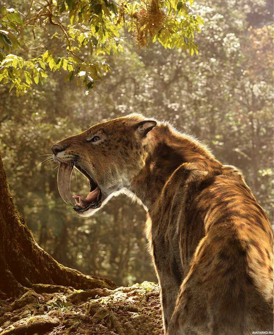 Пещерный лев против саблезубого тигра кто сильнее. американский лев: гигантский предок современных кошек. почему вымерли саблезубые кошки