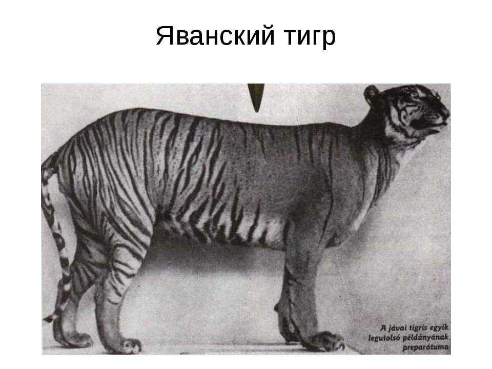 Балийский тигр