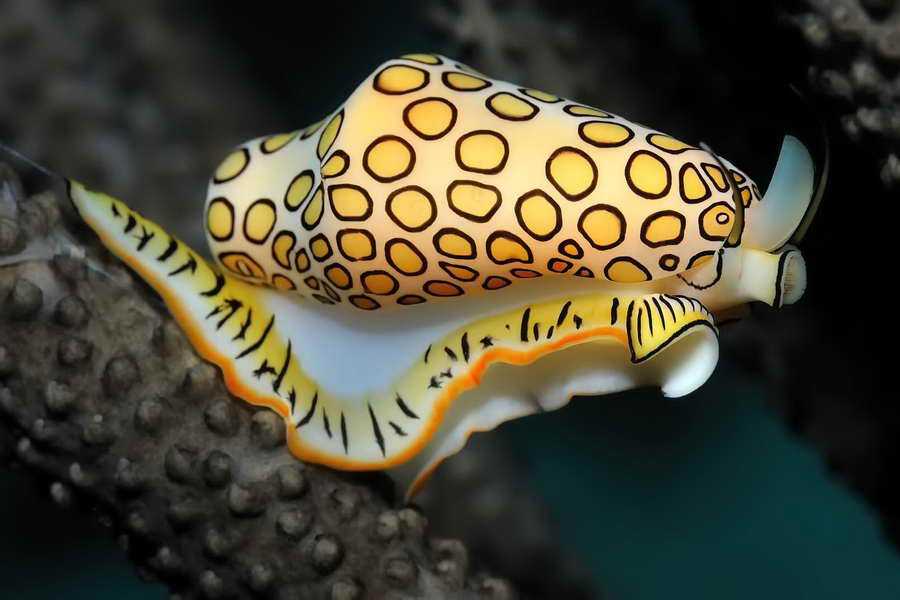 Голожаберные моллюски cratena peregrina