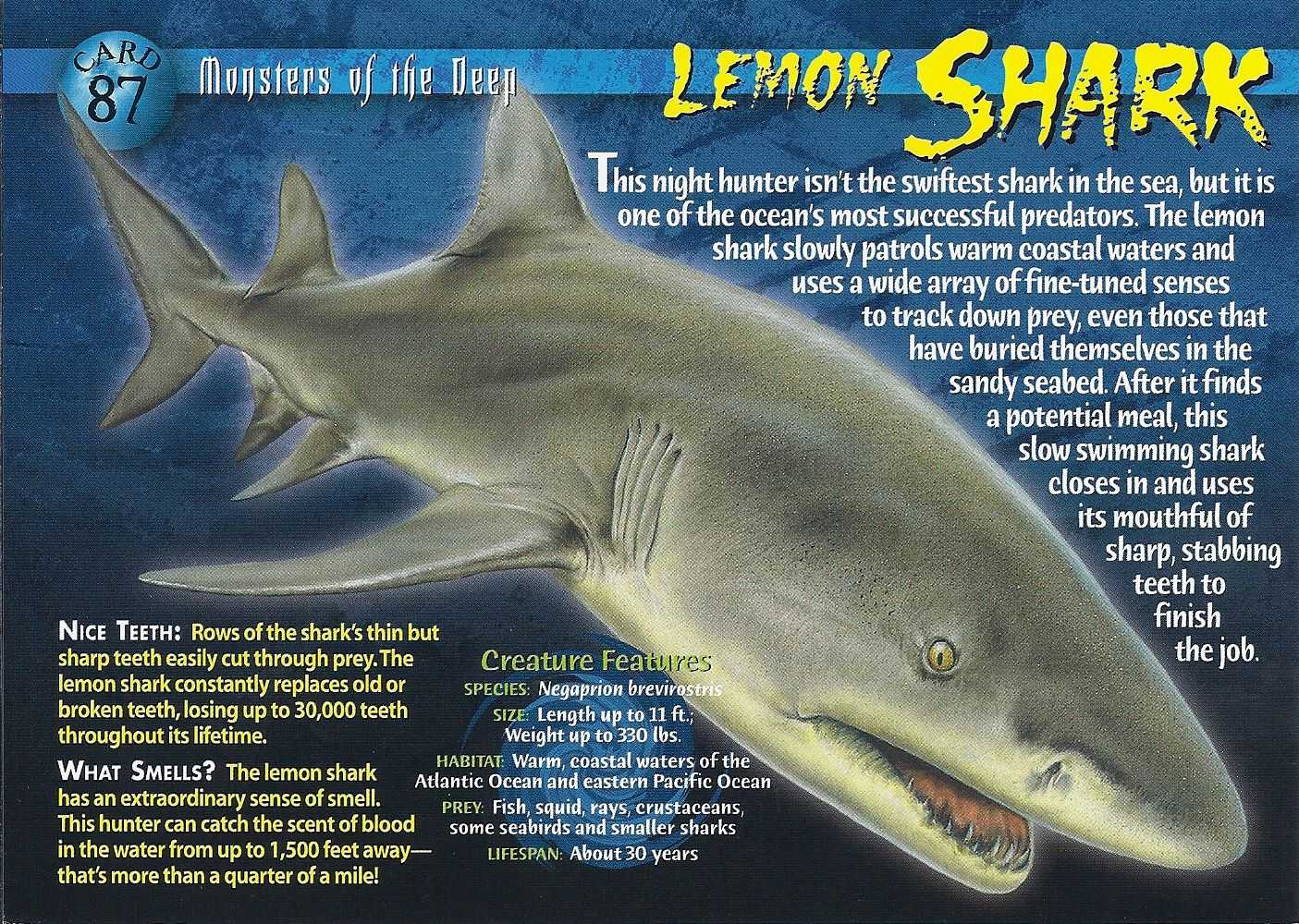 Лимонная акула | мир животных и растений