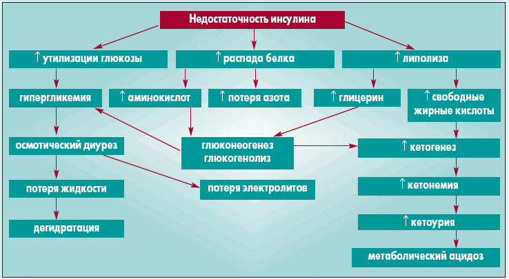 Диабет у собак: признаки, симптомы и лечение