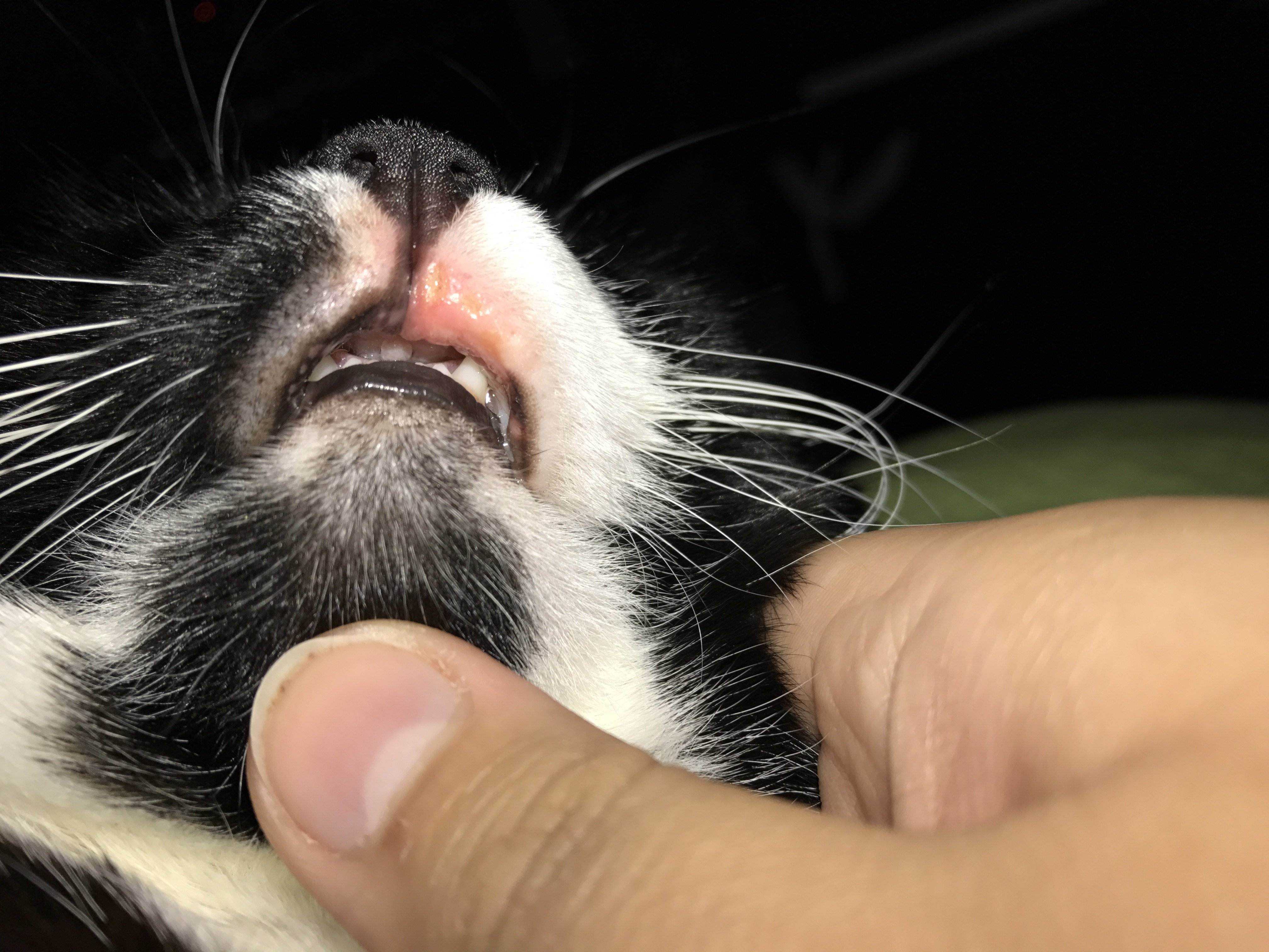 Язва на губе у кошек - болезнь якобса - «айболит плюс» - сеть ветеринарных клиник