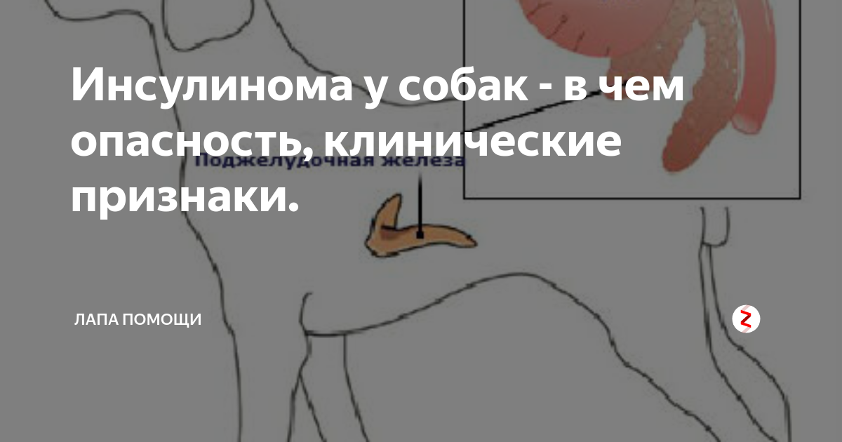 У собак тоже бывает простатит