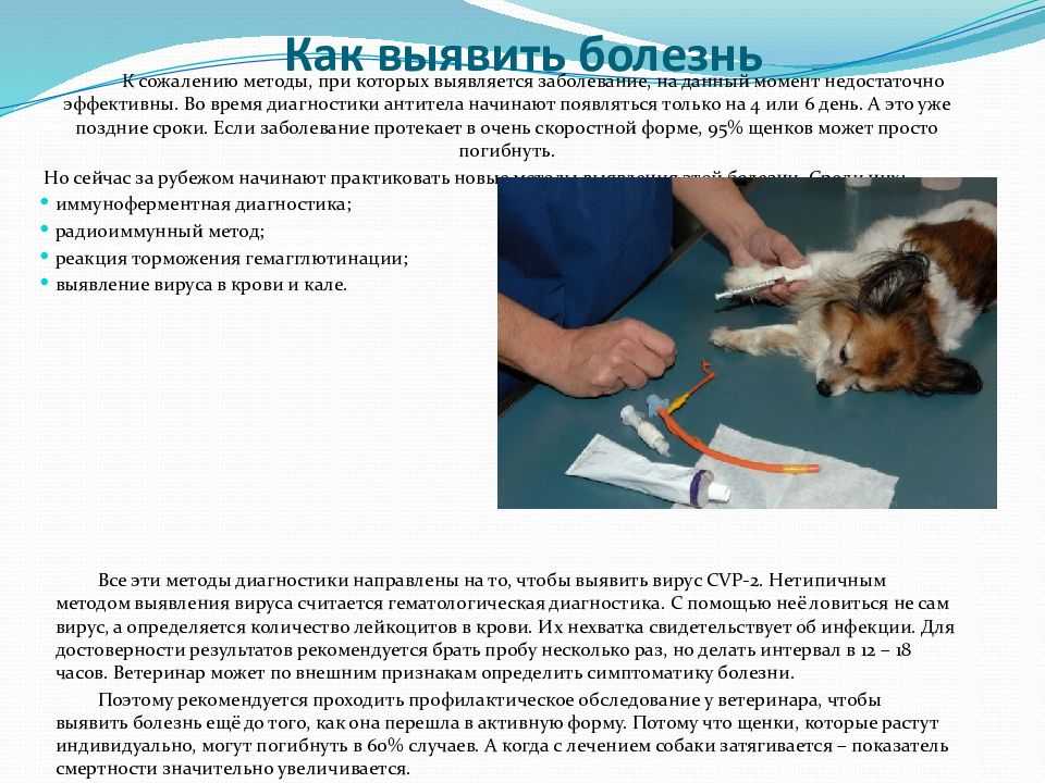 Парвовирус у собак: симптомы и лечение инфекции, диагностика, опасность, особенности течения парвовируса у щенков