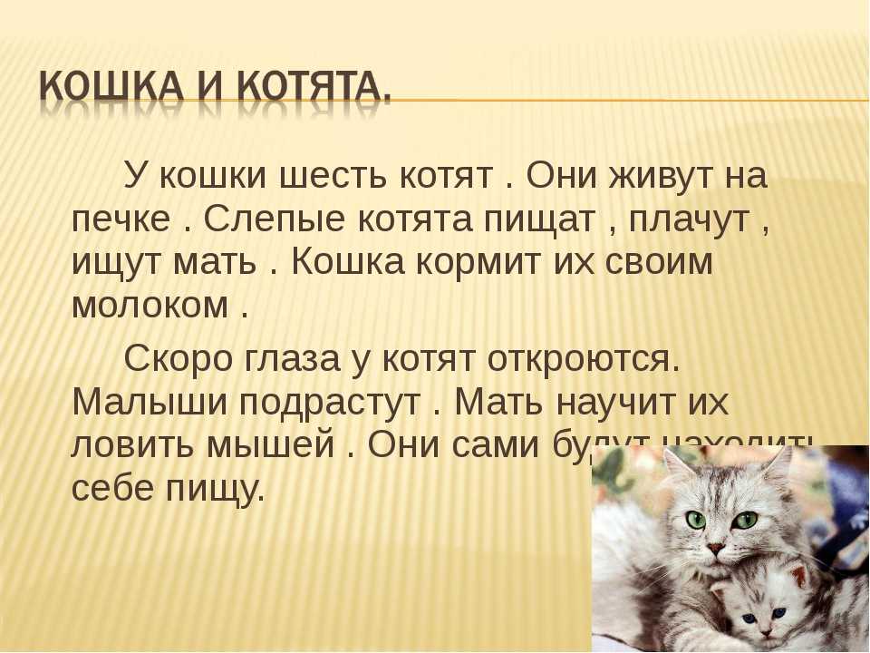 До какого возраста растут коты и кошки разных пород