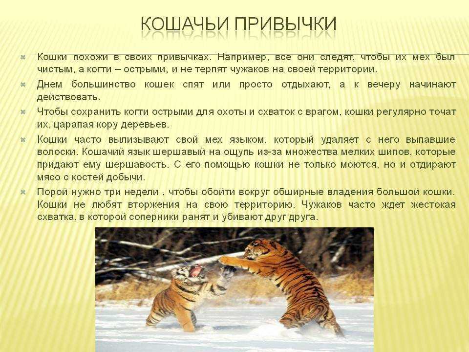 Почему кошки охотятся на мух и едят их? — обсуждение в группе "кошки" | птичка.ру