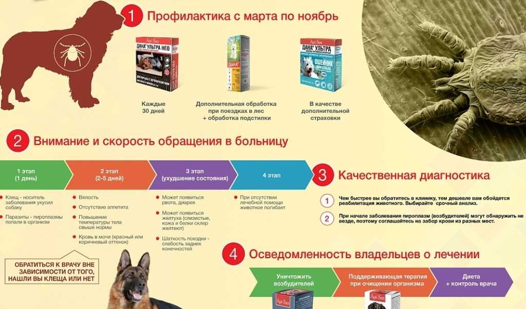 Укус клеща у собаки: симптомы, причины и последствия, лечение