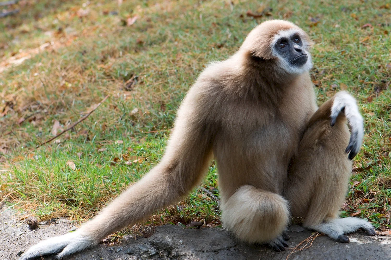 Гиббон обезьяна. образ жизни и среда обитания гиббона | животный мир