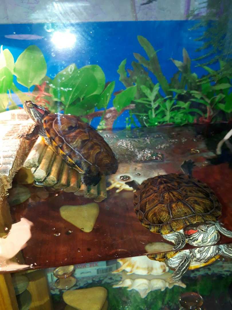 Как ухаживать за сухопутной черепахой в домашних условиях — ribnydom.ru