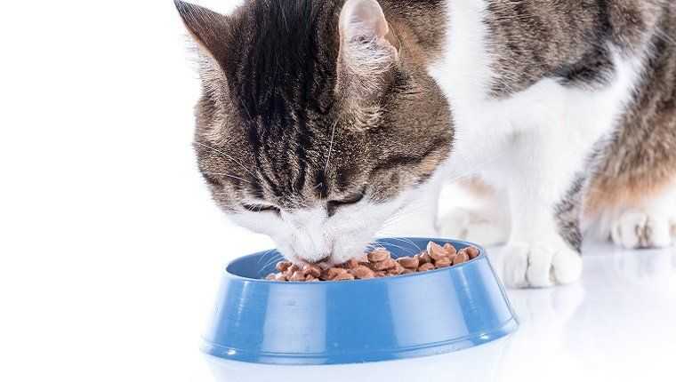 Кошка плохо ест корм. что делать?