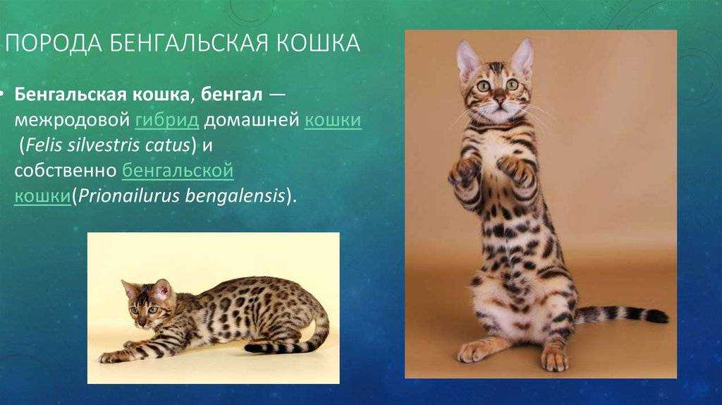 Оцикет