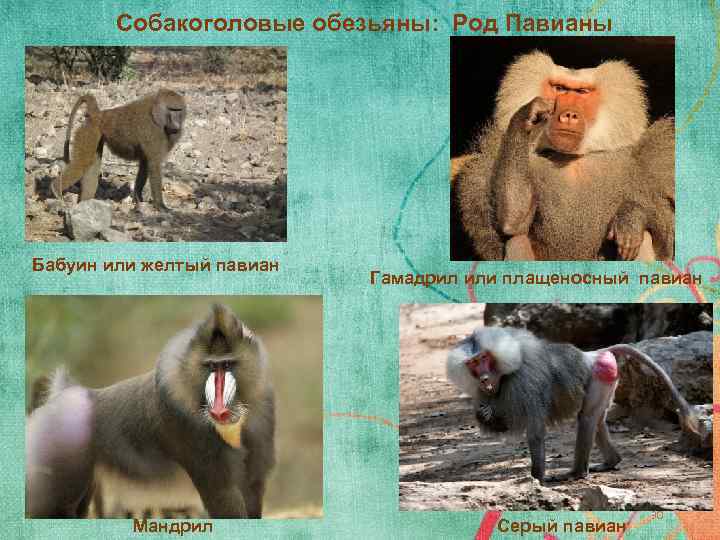 Павиан (128 фото): описание узконосой человекообразной обезьяны с собачьей мордой