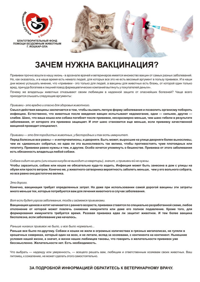 Прививки котятам и взрослым кошкам: таблица с графиком вакцинации по возрасту, когда делать в первый раз