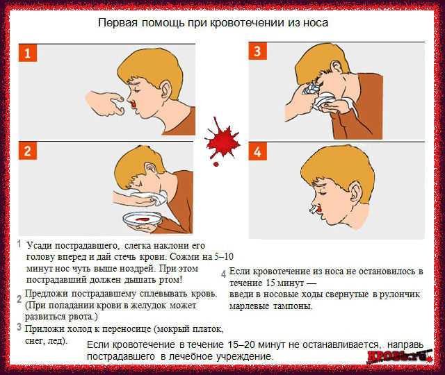 Кровотечение у собаки