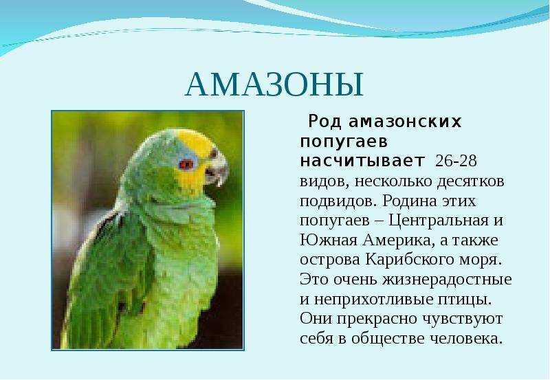 Животные саванны - фото, описание, список обитателей