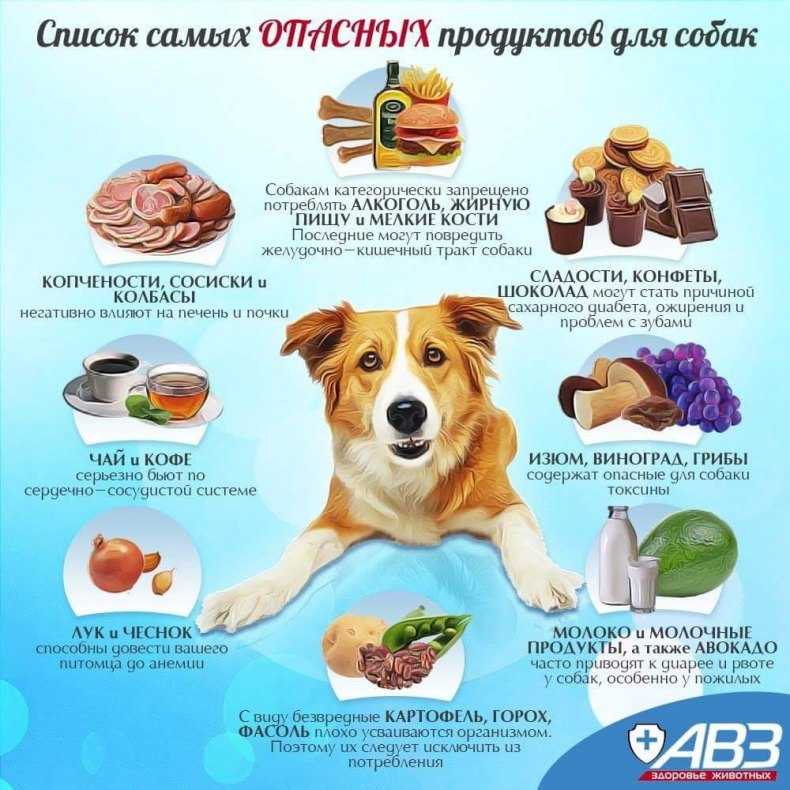 Натуралка или сухой корм: что лучше для собак?