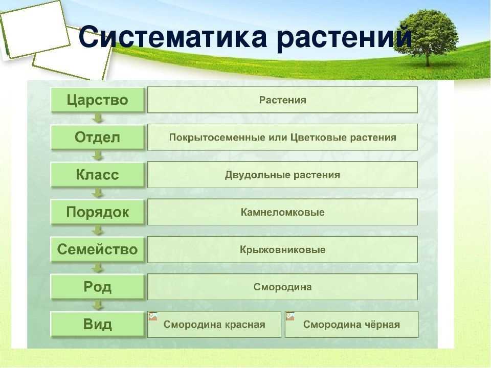 Микоплазмоз у кошек симптомы и лечение, фото | микоплазмоз у кошек опасность для других кошек