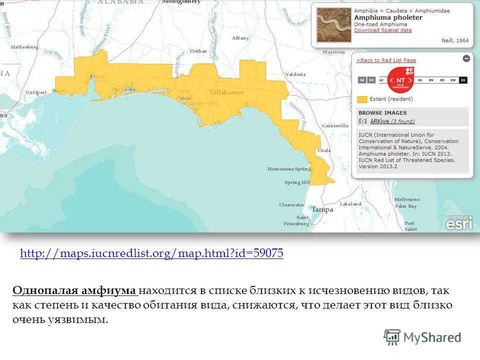 Амфиум 🔥 описание амфибии, особенности, виды, среда обитания
