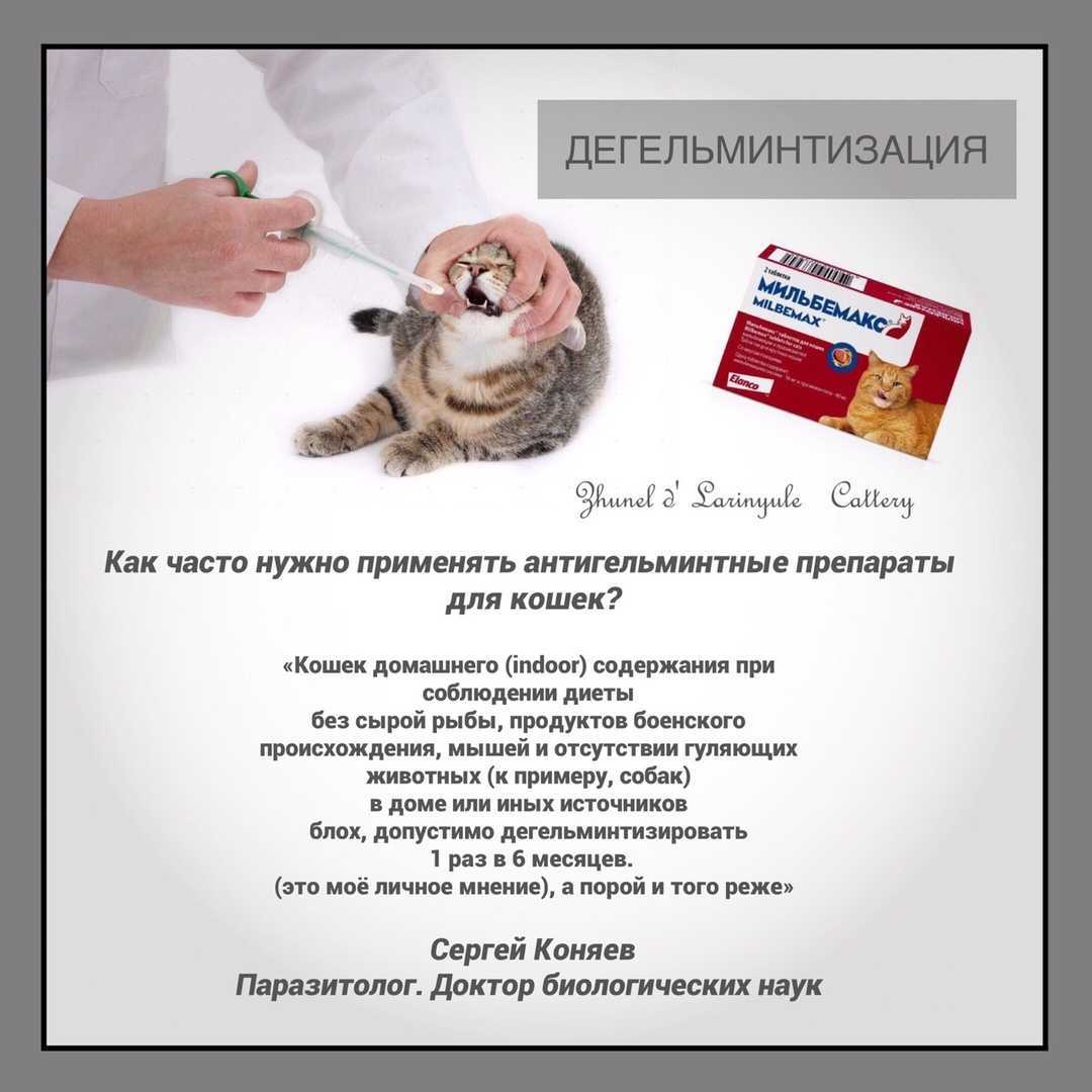 Дегельминтизация собак: что это такое и как часто делать