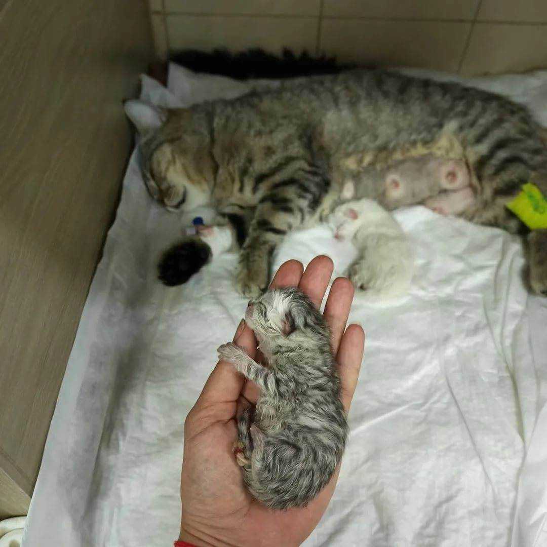 Сколько котят может родить кошка: от чего зависит количество