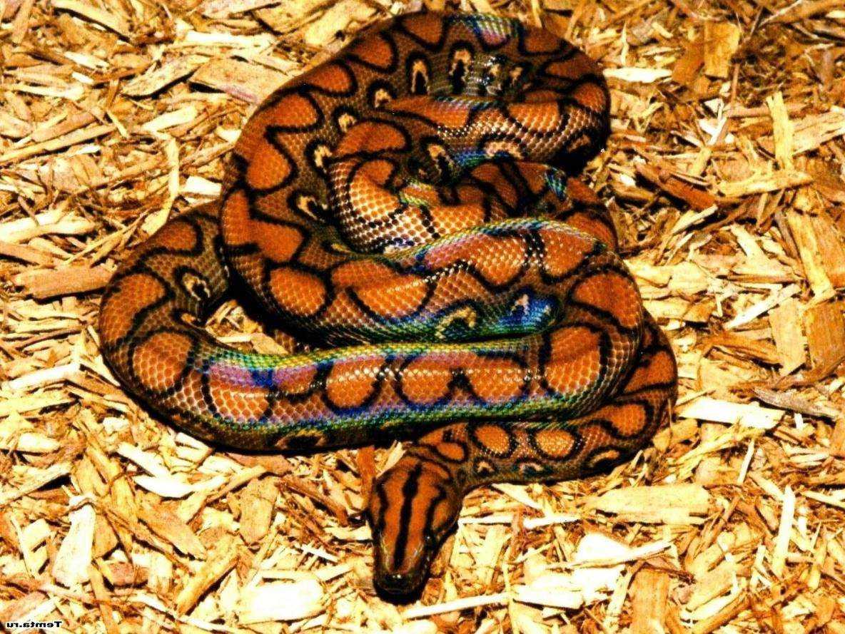 Виды змей | внешний вид и какие виды змей бывают🚩