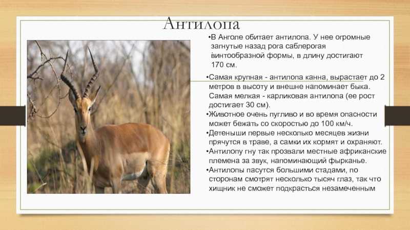 Антилопа гну: внешний вид, фото, особенности, интересные факты, среда обитания