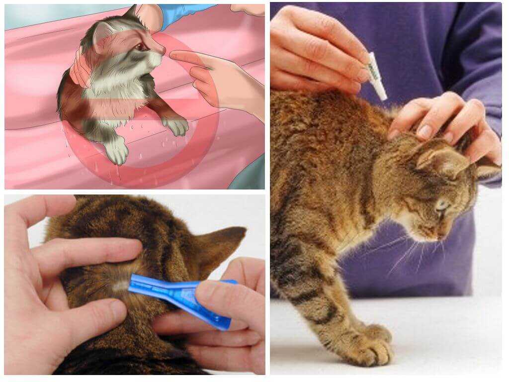 Капли от блох для котят и кошек