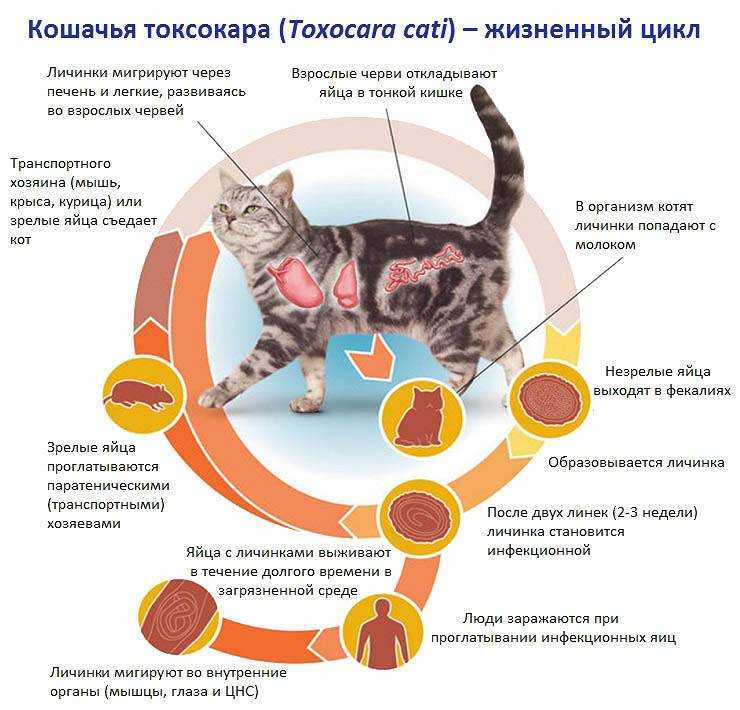 Кожные заболевания у кошек: фото и лечение