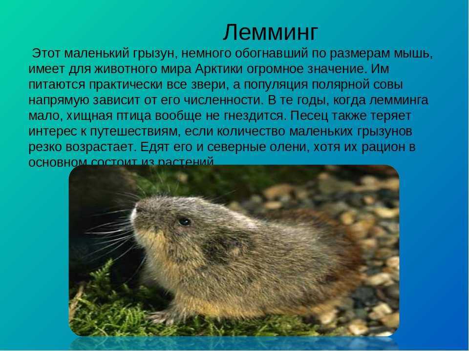 Лемминги: что это за животные и как они выглядят, описание и характеристика, интересные факты