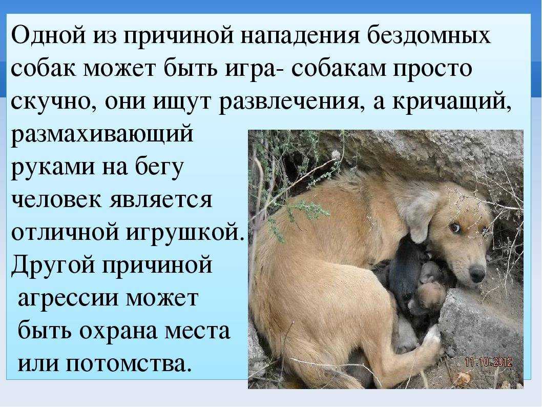 Щенок ест камни на улице. почему собака ест камни: отвечаем подробно и даем советы. ваше поведение в этой ситуации