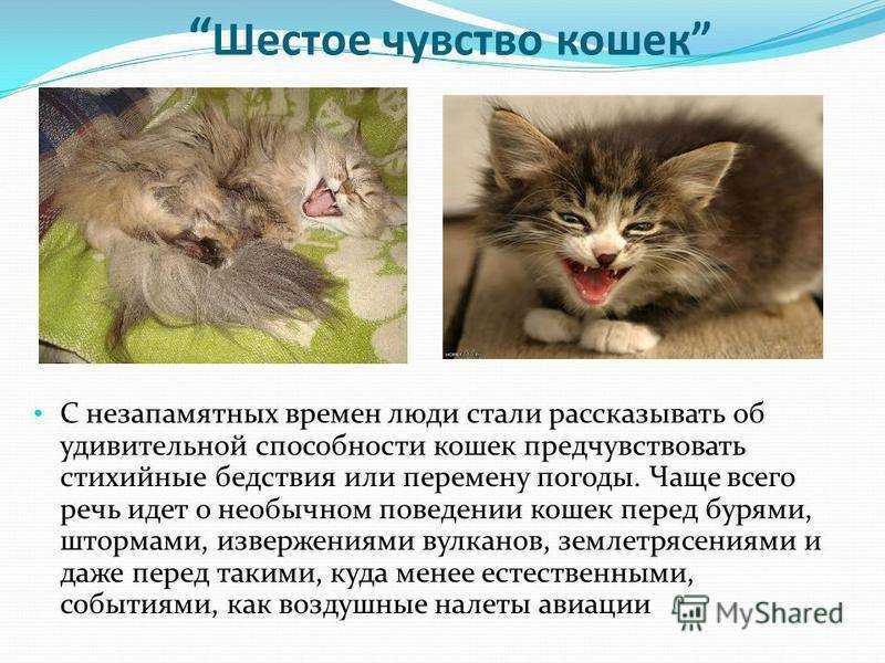 Почему кошки опрокидывают ваши вещи и как их остановить - статьи и советы на furnishhome.ru