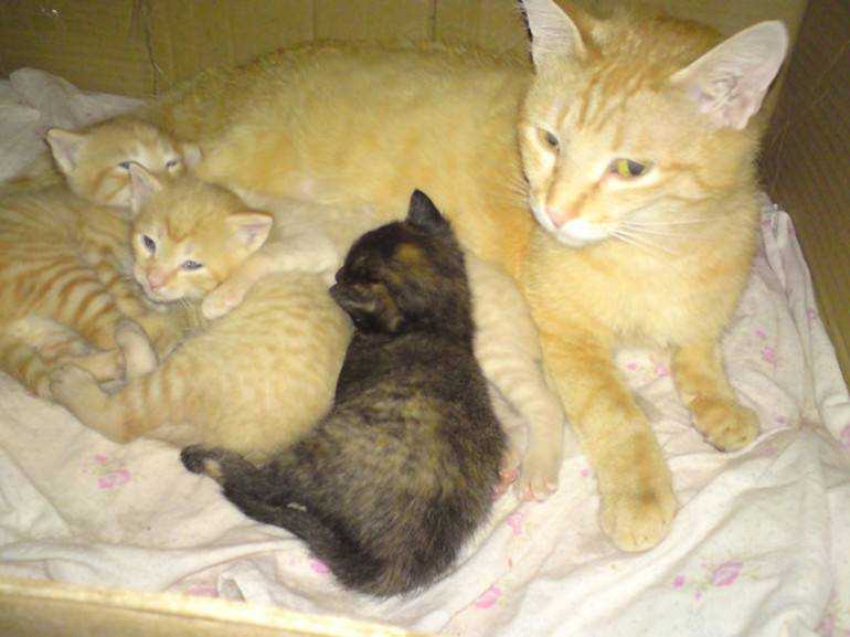 Когда отлучать котят от кошки