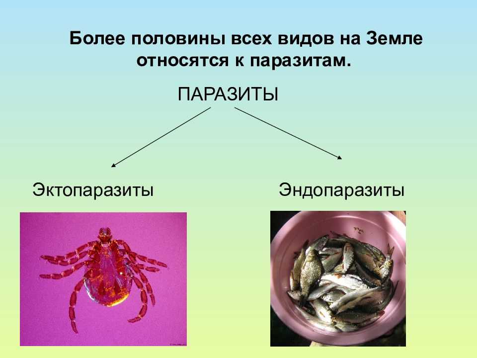 Таблетки для собак и кошек «инспектор квадро табс» от клещей и др. паразитов (инструкция)