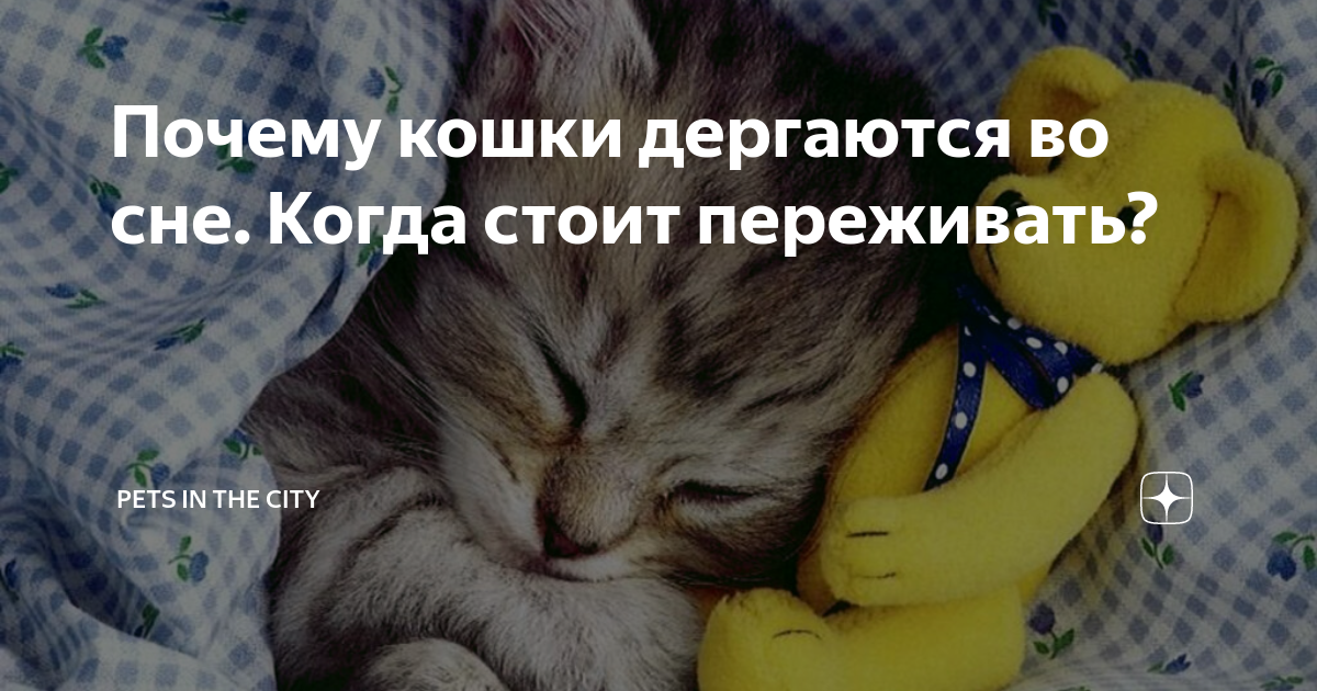 Кот дергается во сне: почему котенок или взрослая кошка, когда спит, дергает лапами, в чем причина?