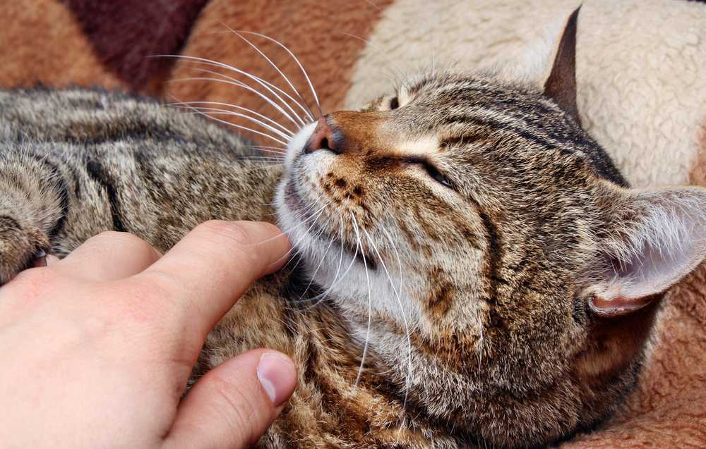 Почему кошка нюхает нос человека: странности кошачьего поведения