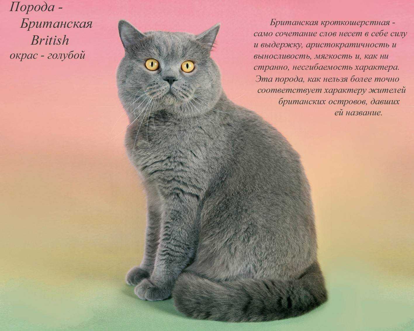 Короткошерстная британская кошка: описание породы, стандарт, характер, воспитание и уход