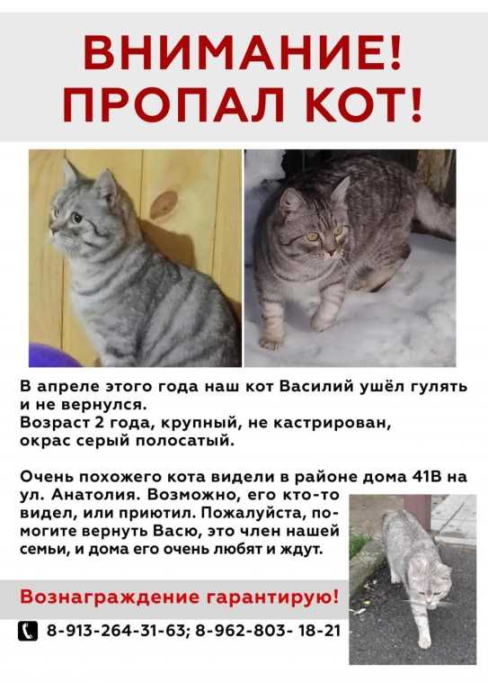 Почему кошка ушла из дома ?