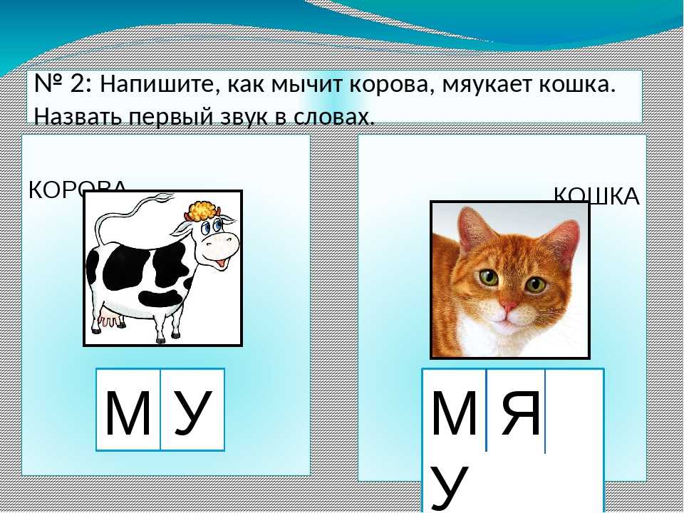 Почему кот или кошка орёт (по ночам, друг на друга, весной...)