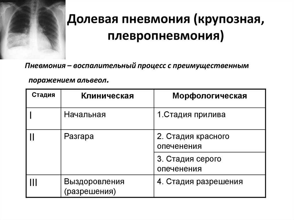Парагрипп собак: симптомы, лечение, профилактика.