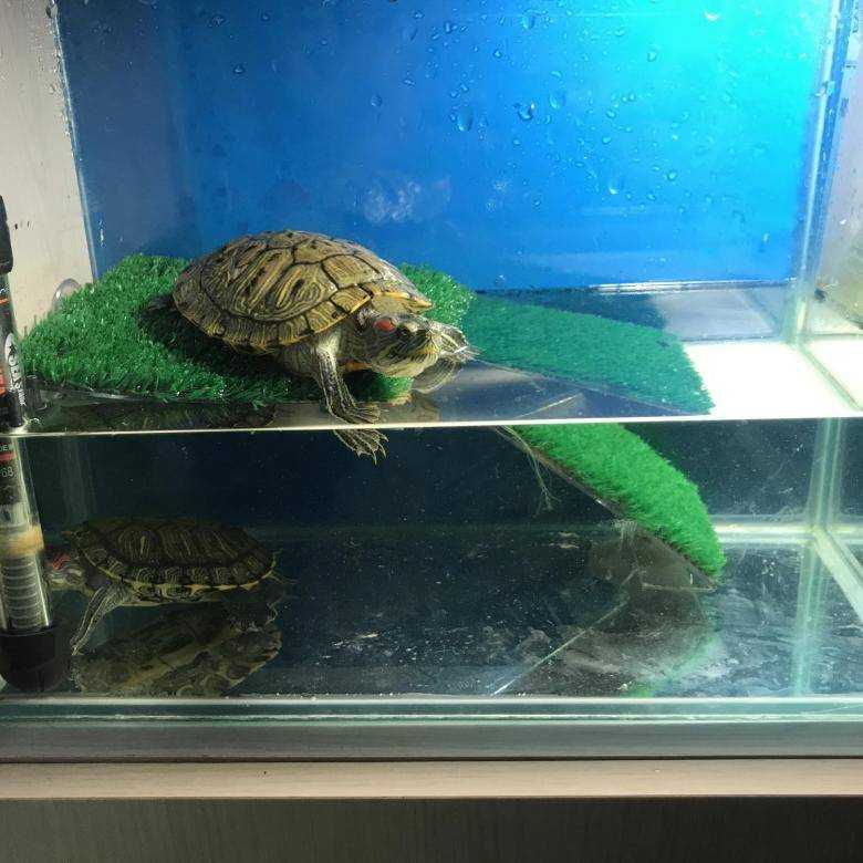 Как правильно содержать сухопутную черепаху
