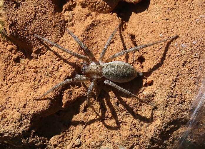 Agelena labyrinthica