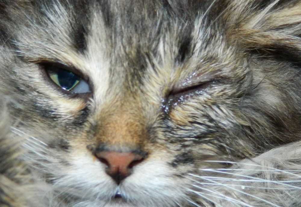 Кошка кашляет, как будто подавилась, хочет вырвать, хрипит, чихает: что делать, причины и лечение