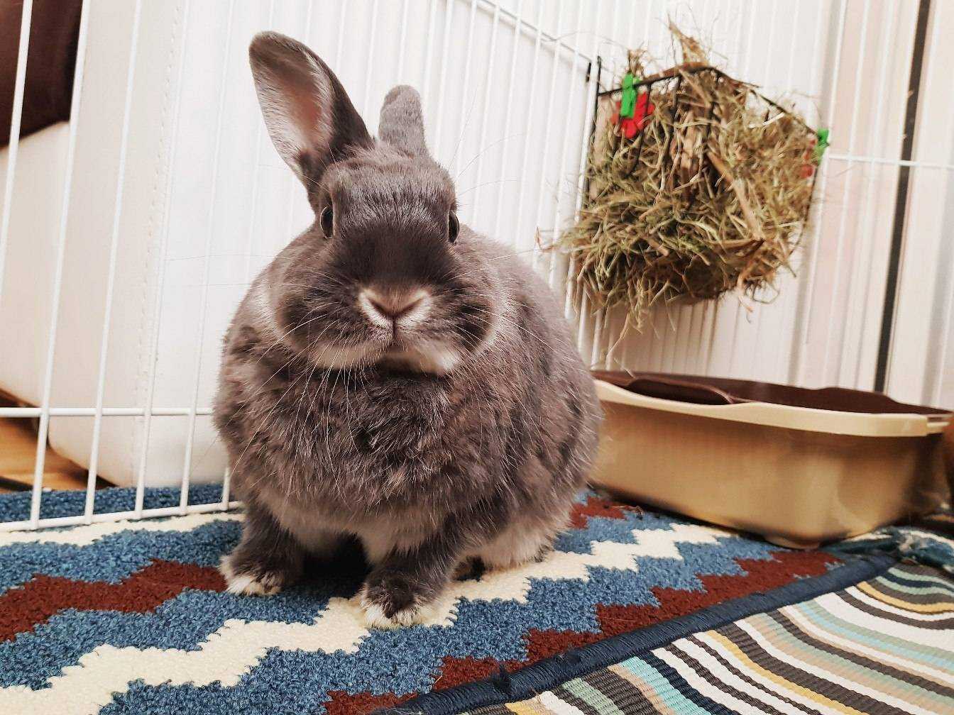 Особенности и правила содержания декоративного кролика | блог ветклиники "беланта"