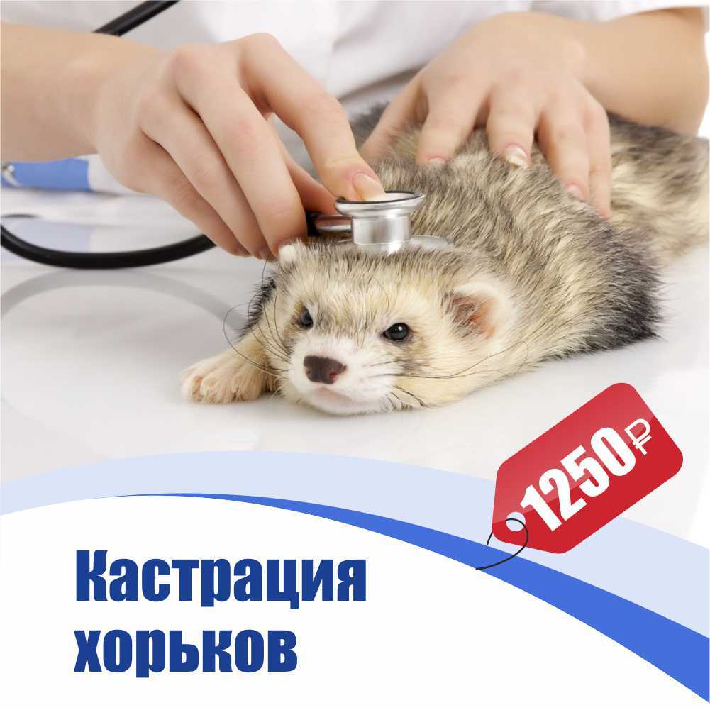 Кастрация собак и кошек: плюсы и минусы операции