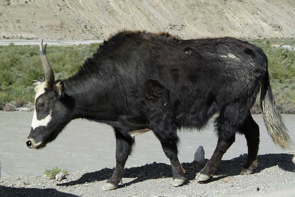 Как определить живой вес быка?