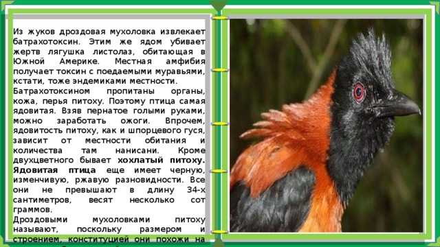 Питохуи: самая ядовитая птица планеты