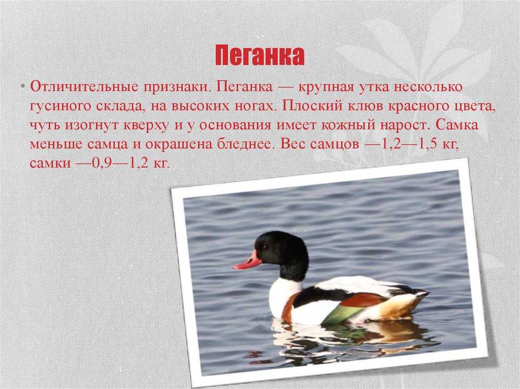 Хохлатая пеганка покрыта красивым оперением, по которому этот вид можно легко отличить от других уток Верхняя часть головы и хохолок черного цвета